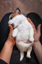 Jack Russell Terrier puppy lying on her back in the girlÃ¢â¬â¢s arms Royalty Free Stock Photo